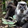 Jaring-Jaring Makanan yang Terjadi di Danau, Laut, Sawah, dan Hutan