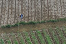 Dorong Milenial Jadi Petani, Kementan: Pertanian Sekarang Banyak Duitnya