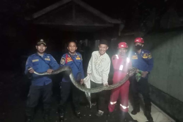 Sejumlah personel Damkar Kabupaten Bogor sedang menangkap ular sanca berukuran 4 meter yang bersembunyi dibalik kandang di Kampung Gebluk, Desa Palasari, Kecamatan Cijeruk, Kabupaten Bogor, Jawa Barat, Jumat (18/2/2022).