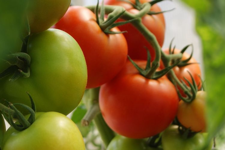 Ilustrasi tanaman tomat, tanaman buah tomat.