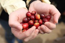 Arkeolog Temukan Buah Ceri yang Tersimpan Utuh Dalam Botol Kaca Selama 250 Tahun 