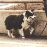 7 Hal yang Tidak Boleh Dilakukan Saat Mengajak Anjing Jalan-Jalan