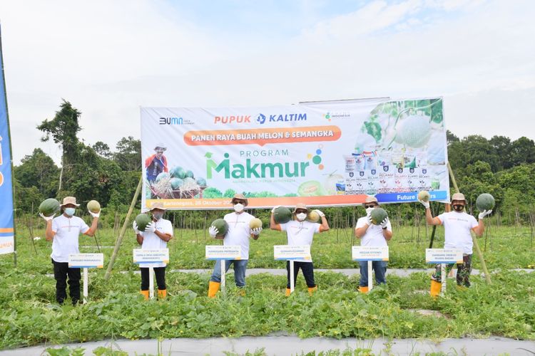Program Makmur Pupuk Kaltim Berhasil Tingkatkan Produktivitas Melon dan Semangka Kutai Kartanegara hingga 120 Persen