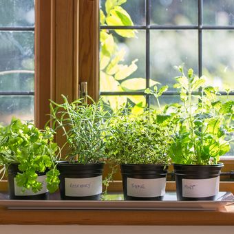 Ilustrasi tanaman herbal di ambang jendela