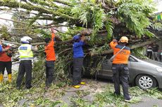 Sejumlah Pohon Tumbang karena Angin Kencang di Jember, Timpa Mobil dan Pengendara Motor