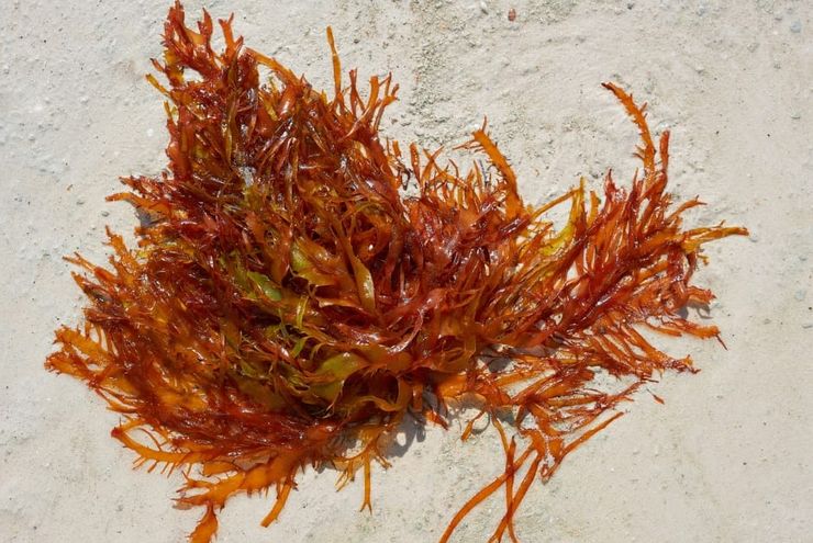 BRIN Kembangakan Hilirisasi Rumput Laut Lewat Inovasi Riset Bioindustri di Lombok
