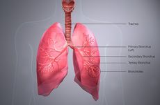 Ciri-Ciri Bronkus dan Penyakit yang Menyerang Bronkus
