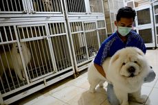 5 Hal yang Tak Boleh Dikatakan kepada Anjing