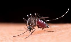Bumi Makin Hangat, Eropa Bersiap Hadapi Ledakan Kasus Chikungunya