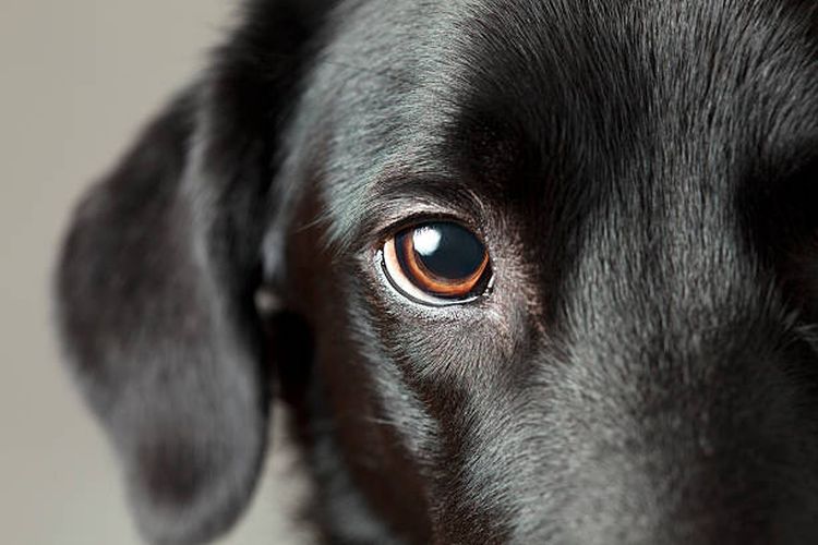 Ilustrasi benarkah anjing buta warna?
