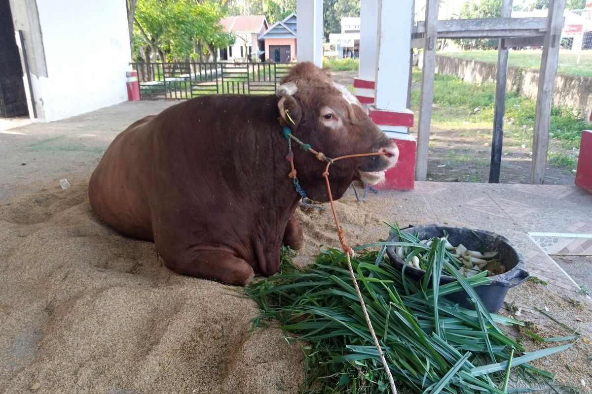 Sapi kurban Presiden Joko Widodo (Jokowi) sempat mengalami stres dan tidak mau makan setelah dibawa dari peternakan ke dekat mesjid Jami Al Hikmah, Desa Bakunge, Kecamatan Ponre, Kabupaten Bone, Sulawesi Selatan. 