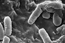 Ternyata, Bakteri Tumbuh Lebih Subur di Antariksa