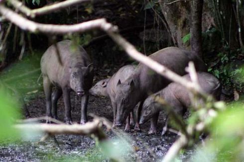 Babirusa Punya Taring atau Tanduk? Ini Penjelasan Dosen IPB