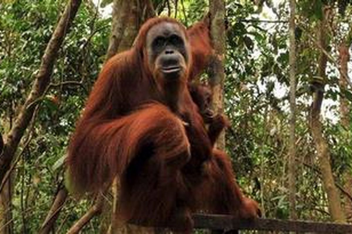 Ilustrasi: Orangutan.