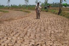 6 Dampak El Nino Terhadap Pertanian