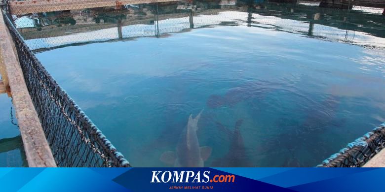 Nyolong Ikan Kerapu Macan Enam Nelayan Ditangkap