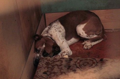 Ditinggal Liburan, Puluhan Anjing di Penampungan di Rusia Jadi Kanibal