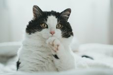 Tips Menghilangkan Bau Kencing Kucing dari Sofa, Kasur, dan Karpet