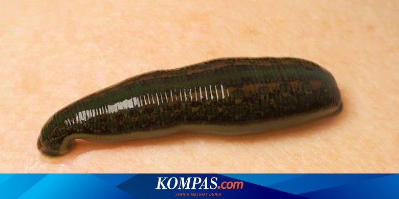 Juragan Lintah Beromzet Jutaan Rupiah Halaman All Kompas Com