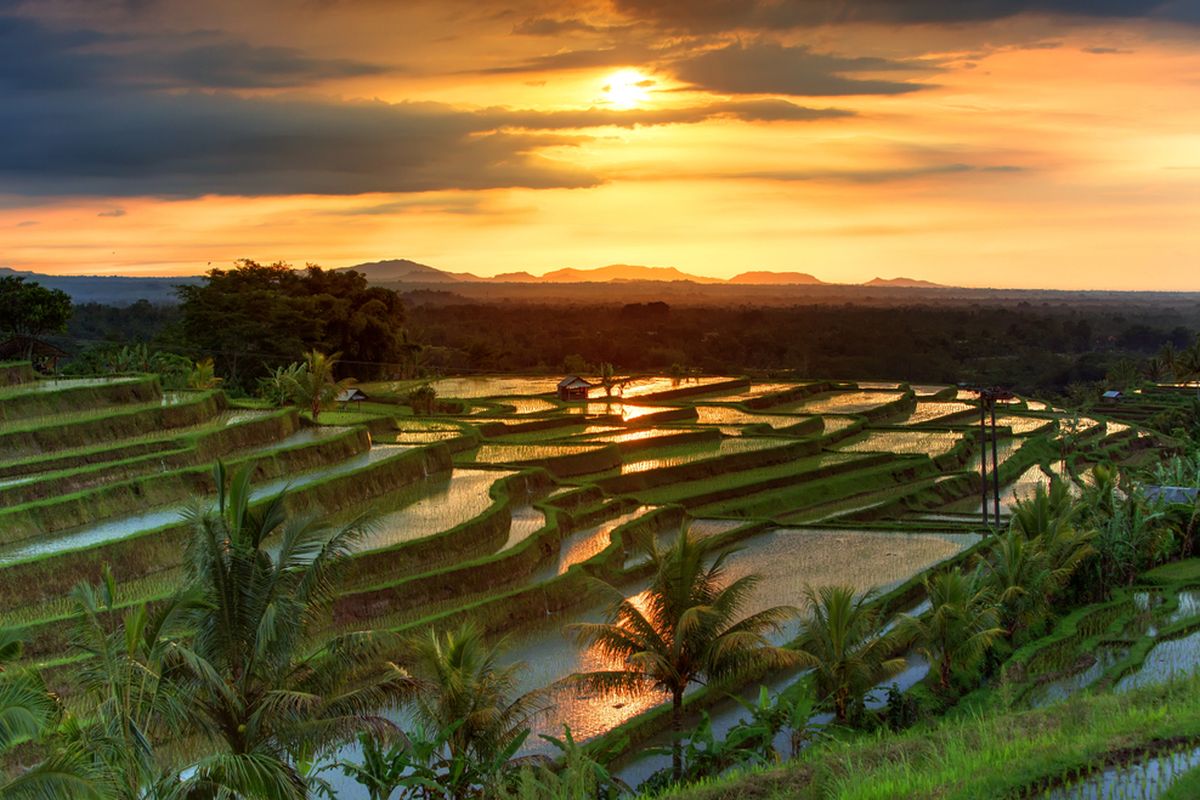 Jatiluwih rice terraces in Bali is part of a village in Tabanan Regency that attracts tourists in search of a wondrous natural scene and we?re here to serve as your travel guide.