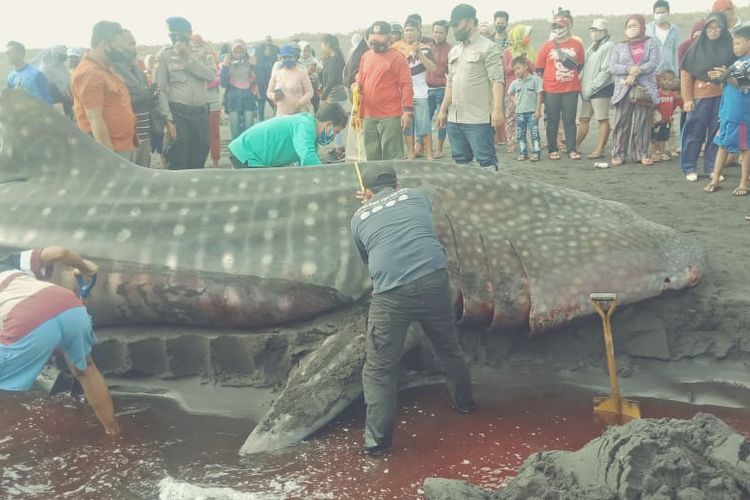 Seekor hiu tutul terdampar dalam keadaan mati di pantai selatan Desa Paseban Kecamatan Kencong Kabupaten Jember Minggu (30/8/2020)