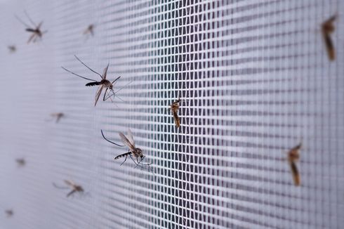 8 Hal yang Dapat Menarik Nyamuk Masuk ke Rumah