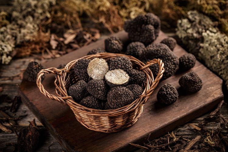 Ilustrasi jamur truffle. 
