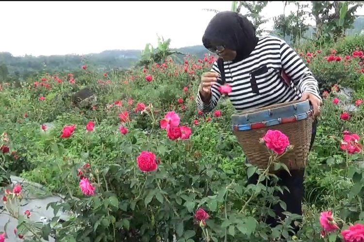 Sani pemilik kebun bunga di Desa Sidorejo Kabupaten Magetan mengaku panen permintaan bunga mawar dari luar kota jelang Bulan Ramadhan.Dihari biasa permintaan bunga mawar hanya 30 takar atau senik dengan harga Rp 30.000 namun jelang lebaran permintaan bisa mencapai 70 takar dengan harga sampai Rp 100.000 pertakar.