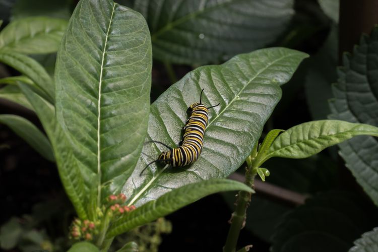 Ilustrasi ulat daun.