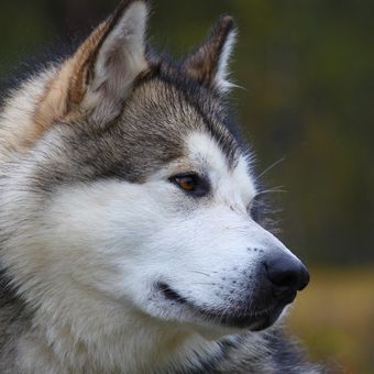 Ilustrasi ras anjing Alaskan Malamute. 
