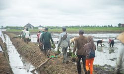 Anggota Komisi IV DPR Nilai Food Estate di Kalteng Berdampak Besar untuk Pendapatan Petani