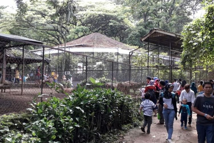 Libur Natal dan Tahun Baru Pengunjung Serbu Bandung Zoo.