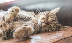Posisi Tidur Kucing Bisa Ungkap Mood dan Rasa Nyaman