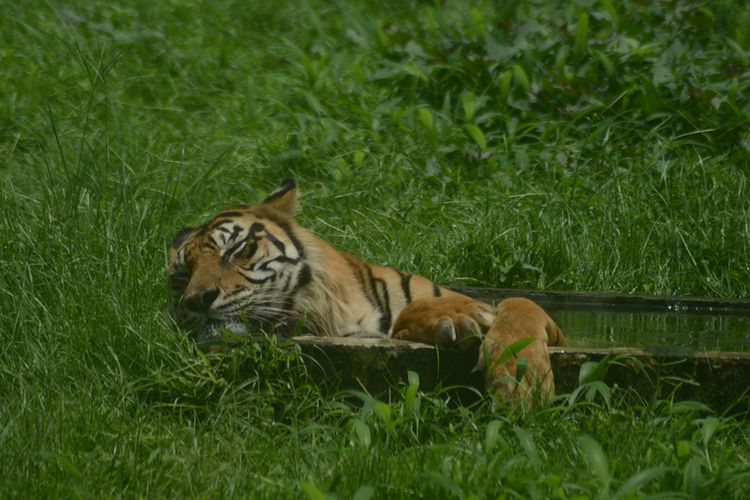 Ilustrasi harimau sumatera.