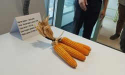 Petani NTB Ungkap Manfaat Tanaman Bioteknologi, Hemat dan Tahan Kering