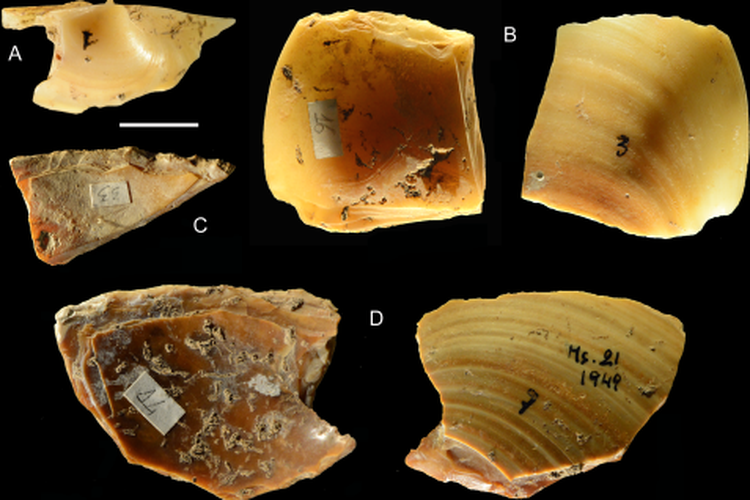 Peneliti temukan cangkang di gua Grotta dei Moscerini di Italia. Cangkang-cangkang ini digunakan oleh Neanderthal sebagai peralatan. 