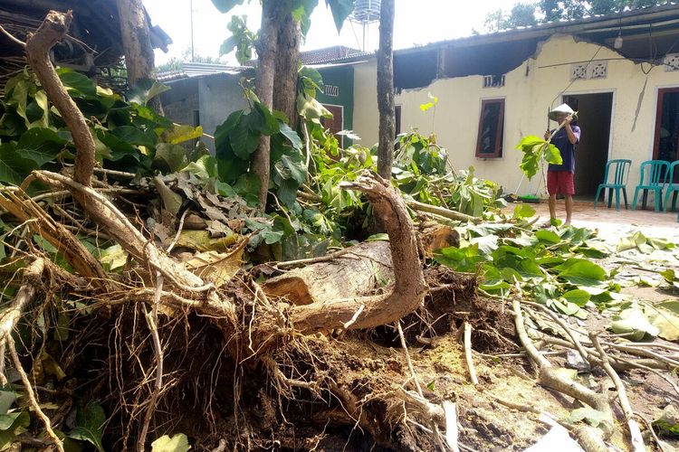 Pohon jati tumbang menimpa rumah Siti Muslikhah di Desa Ploso, Kecamatan Selopuro, Kabupaten Blitar akibat hujan deras disertai angin kencang Kamis kemarin, Jumat (29/10/2021).