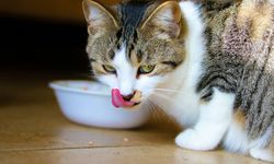 Kucing Makan Berapa Kali Sehari? Ini Panduannya Agar Tak Berlebihan
