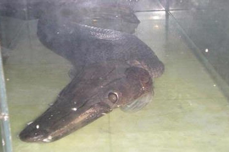 Ikan aligator yang kepalanya mirip buaya, beberapa kali muncul di Waduk Jatiluhur, Kabupaten Purwakarta, Jawa Barat. Di kalangan pembudidaya ikan keramba jaring apung Jatiluhur, jenis ikan ini cukup besar dan galak serta pernah menggigit manusia.