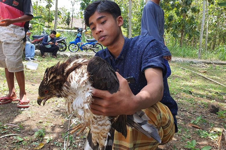 Elang yang ditemukan warga di Kalurahan Piyaman, Wonosari, Gunungkidul, DI Yogyakarta