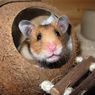 5 Kerugian Memelihara Hamster yang Perlu Diketahui