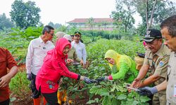 Pengamat Pertanian Apresiasi Langkah Pj. Gubernur Heru, Gencarkan Urban Farming di Jakarta