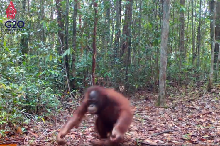 Tangkapan layar video yang memperlihatkan tingkah seekor orangutan melakukan koprol sepanjang jalan.
