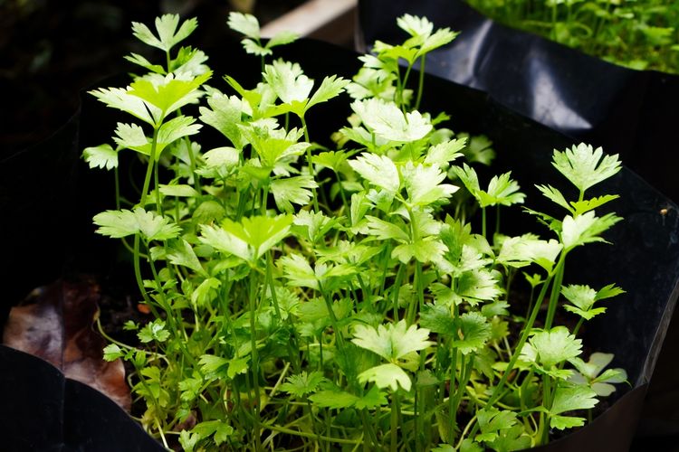 Ilustrasi menanam seledri di polybag. 