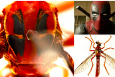 Thor sampai Deadpool, 5 Jenis Lalat Pembunuh Ditemukan di Australia