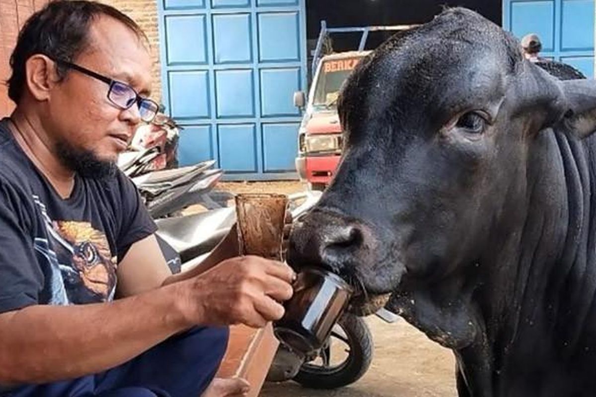 Pekerja peternakan mengungkap kebiasaan unik Aplesss, sapi di Mojokerto, Jawa Timur yang suka minum kopi dan menonton televisi di pos ronda.
