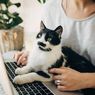 Di Balik Kebiasaan Kucing Senang Duduk di Atas Laptop