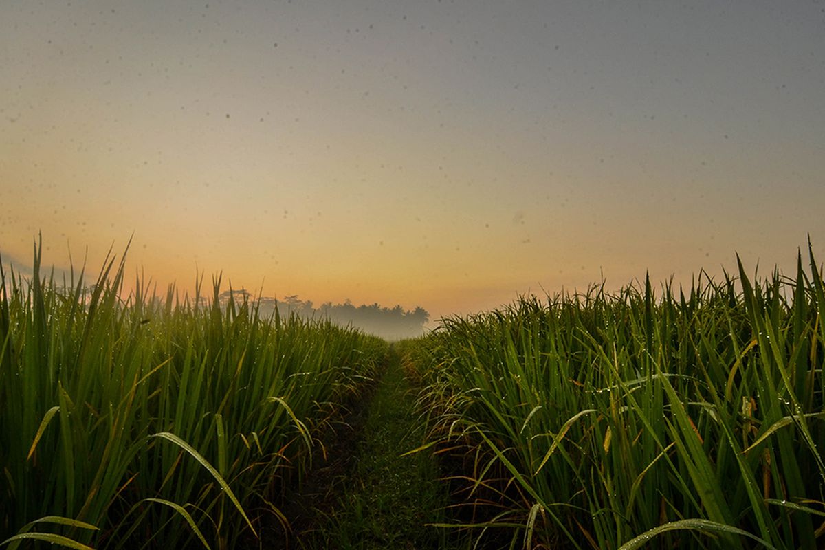 Foto dirilis Jumat (1/11/2019), memperlihatkan padi yang masih tumbuh dan bertahan di musim kemarau berkat pengairan kincir air di Aliran Sungai Citanduy, Desa Manggungsari, Kabupaten Tasikmalaya. Bagi petani di kawasan tersebut, kincir air menjadi jalan keluar untuk mengairi lahan persawahan yang terancam puso alias gagal panen kala musim kemarau.