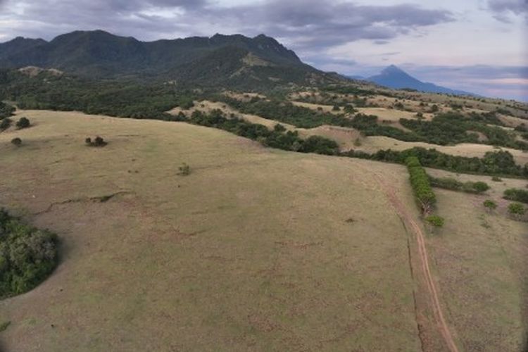 Pemkab Manggarai Timur Usulkan Padang Savana sebagai Lokasi Pembangunan Sekolah Rakyat