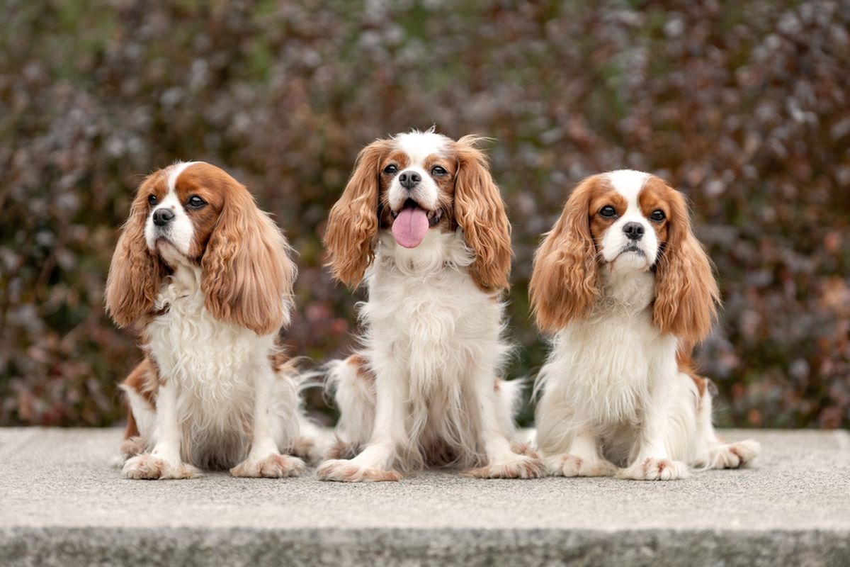 Ilustrasi anjing Cavalier king charles spaniel. 